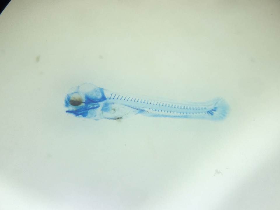 ペルー産(ナナイ川)グリーンディスカスの自由遊泳に至った直後の上屈仔魚、それによって作成された透明骨格標本